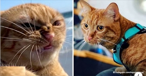 Das Foto einer Katze, die den Wind am Strand hasst, machte das Tier auf der ganzen Welt berühmt